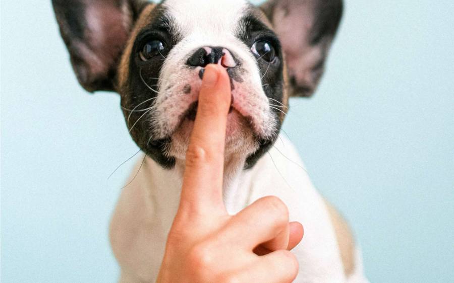 Bessan - Être attentif aux aboiements de son chien pour bien vivre avec ses voisins