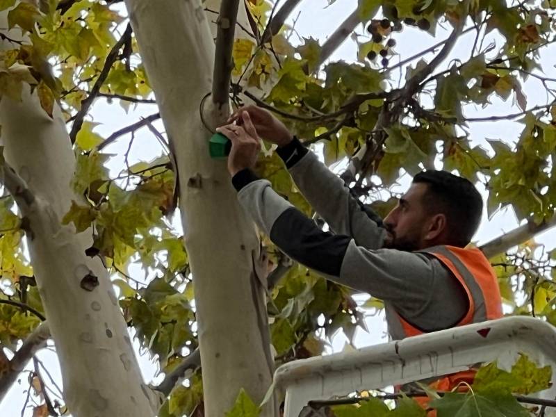 Bessan - Face aux nuisances des pigeons, des effaroucheurs dans les arbres du centre-ville