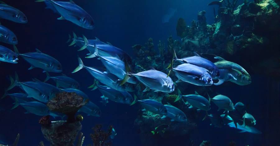 Marseillan - Sortie à l'aquarium, escape game, ciné débat … des vacances d'hiver animées à la MJC de Marseillan