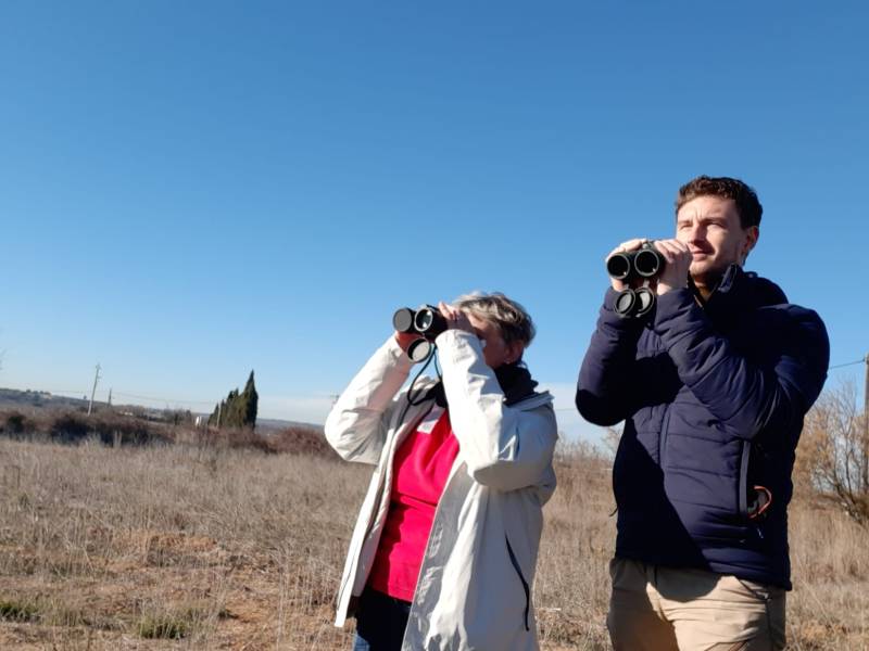 Bessan - Le comptage des outardes canepetières fait apparaître une baisse de l'espèce