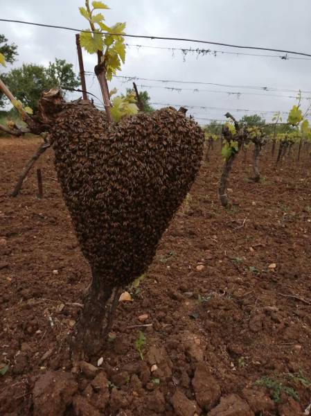 Bessan - Essaims d'abeilles : que faire et qui contacter pour les récupérer en toute sécurité
