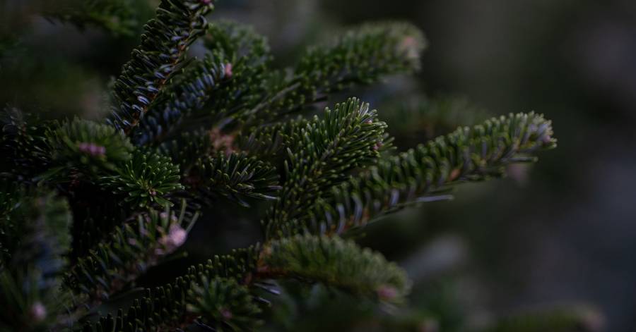 Agde - Où recycler votre sapin après Noël sur Agde ?