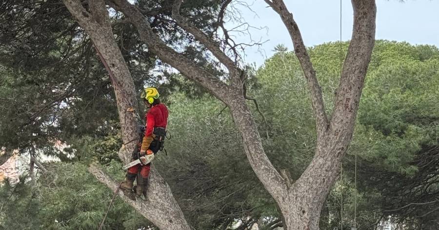 Cap d'Agde - Entretien du patrimoine arboré : élagage préventif pour plus de sécurité