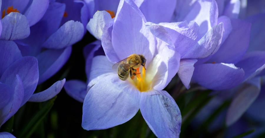 Agglo Hérault Méditerranée - Pollens : prévenir efficacement pour mieux se protéger